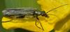 Oedemera sp.